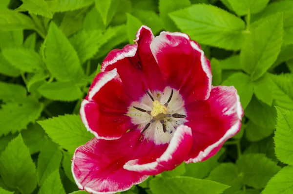 Blumen Tulpen Garten — Stockfoto