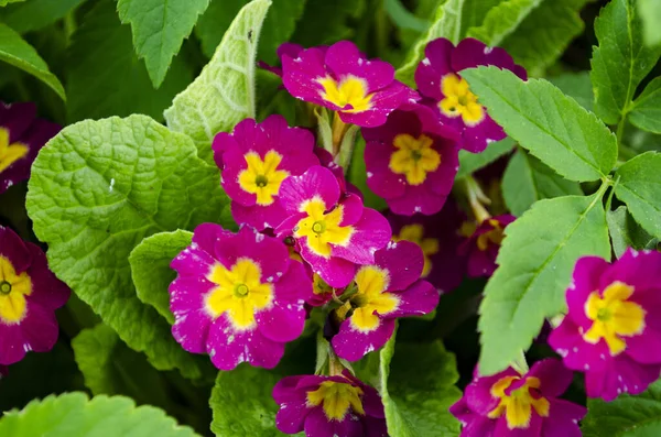 Beautiful Flowers Garden — Stock Photo, Image