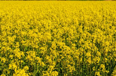 Güneşli bir günde kolza tohumu tarlası manzarası