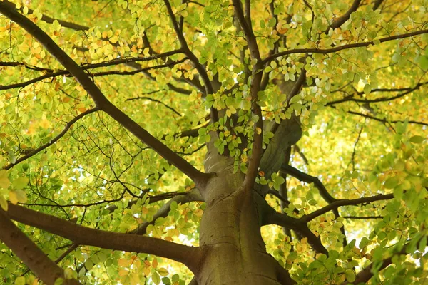 Faia Árvore Crown Treetop — Fotografia de Stock