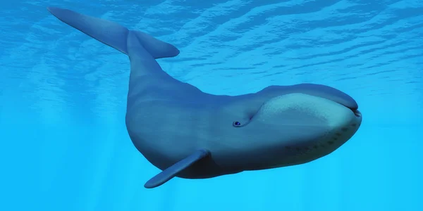 Wieloryb grenlandzki w Ocean — Zdjęcie stockowe
