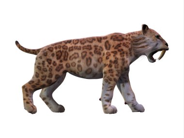 Kılıç dişli kedi profili