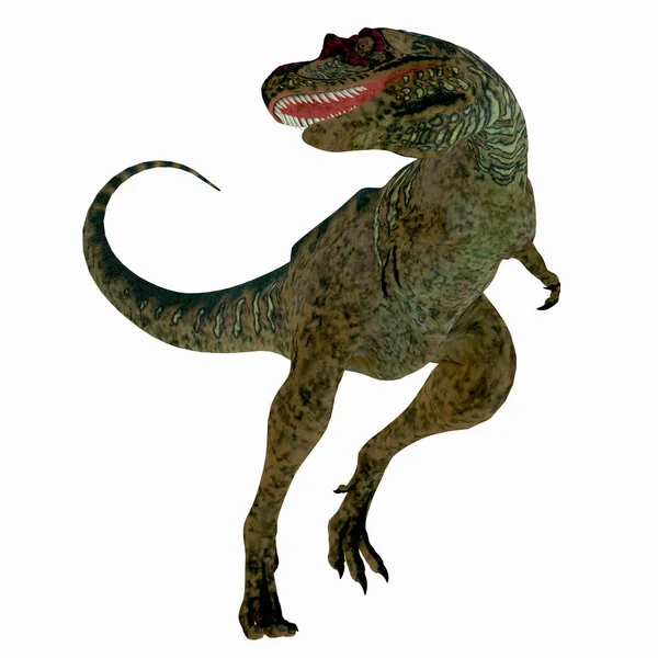 Albertosaurus dinosaura na bílém — Stock fotografie