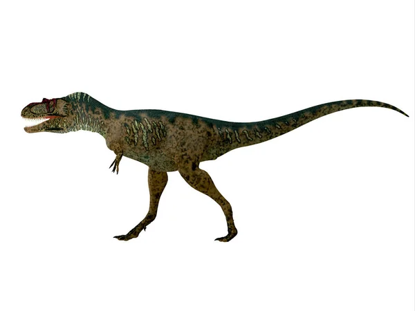 Perfil lateral do dinossauro Albertosaurus — Fotografia de Stock