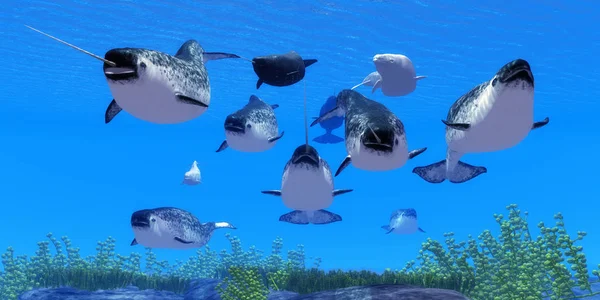 Ocean Narwhal Whales — Stock Photo, Image