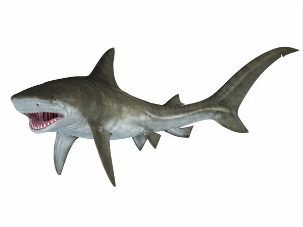 Атака тигровой акулы — стоковое фото
