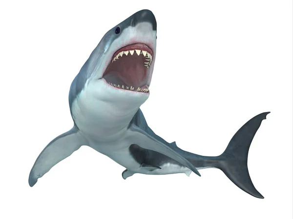 Grote witte haai van onderen — Stockfoto