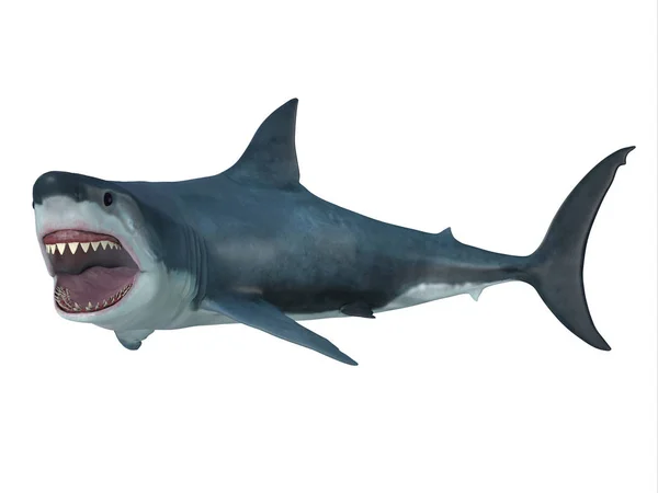 Grande tubarão branco à esquerda — Fotografia de Stock