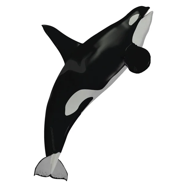 Killer Whale Male — Stock Photo, Image