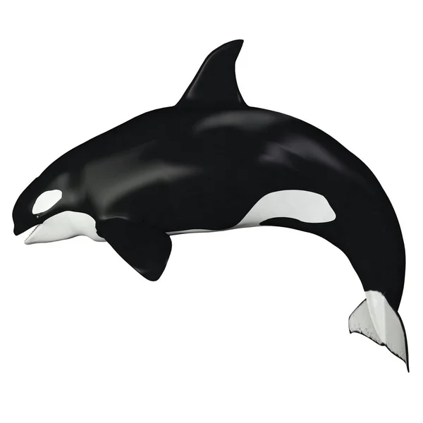 Orka nőstény bálna — Stock Fotó
