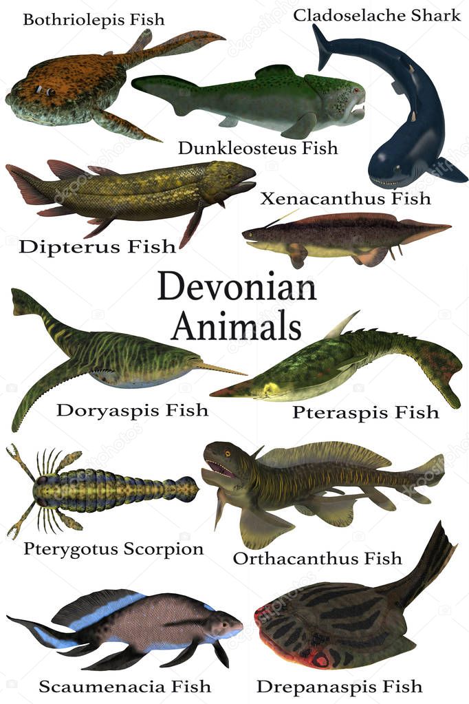 Devonian Animals Collection