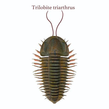 Trilobite triarthrus ve yazı tipi