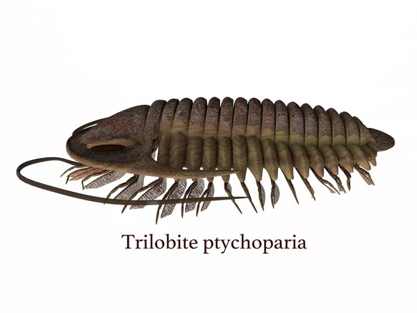 Perfil lateral da pticoparia trilobita — Fotografia de Stock