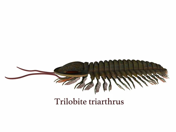 Triarthrus trilobita com fonte — Fotografia de Stock