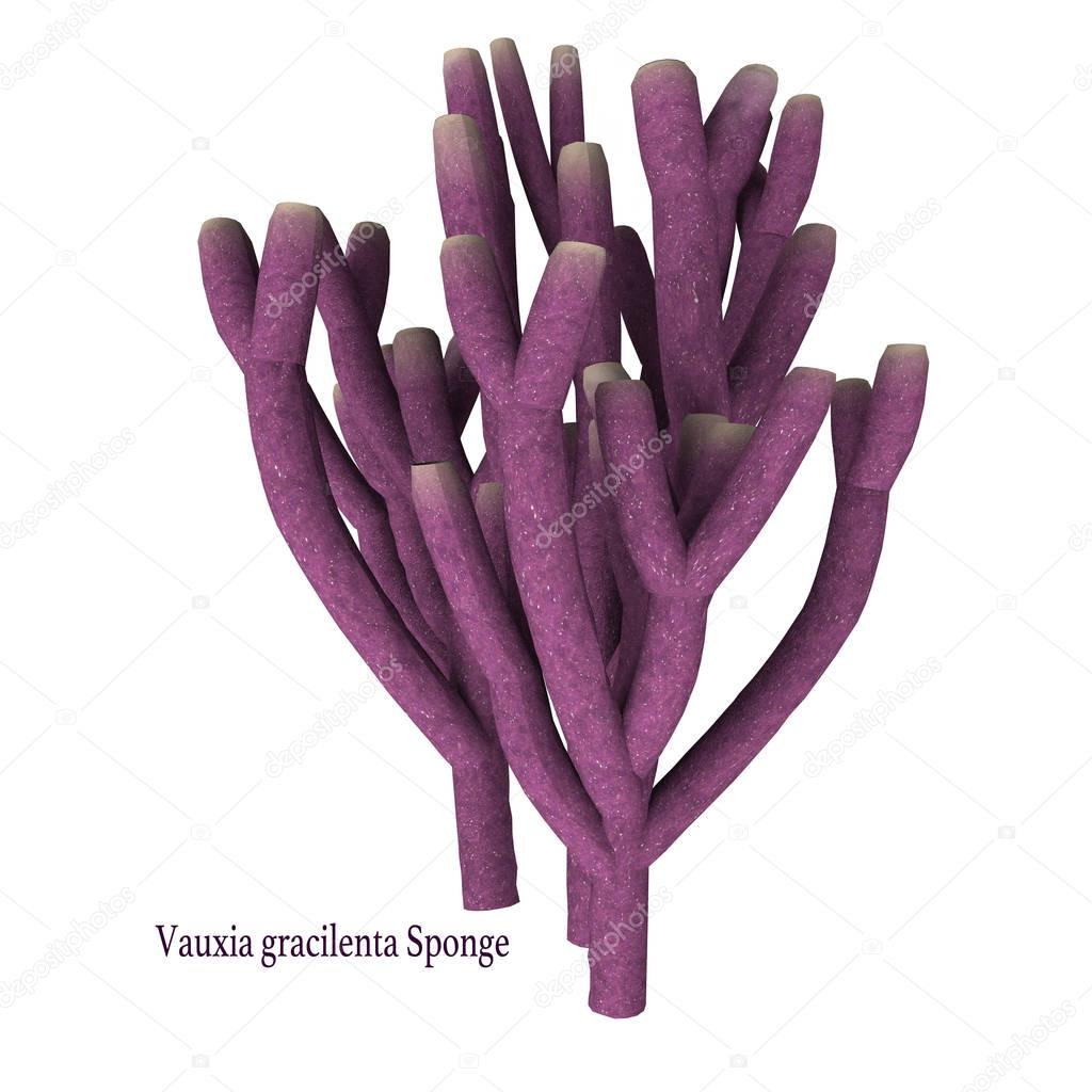 Vauxia gracilenta Sponge with Font