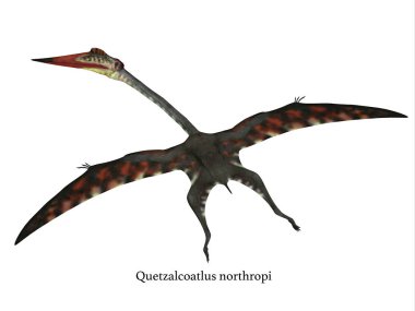 Quetzalcoatlus uçan sürüngen yazı tipi ile