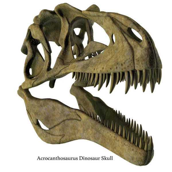 Acrocanthosaurus Schädel mit Schrift — Stockfoto