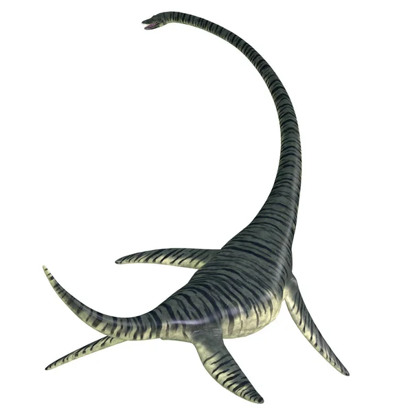 Elasmosaurus 爬虫類の尻尾 — ストック写真