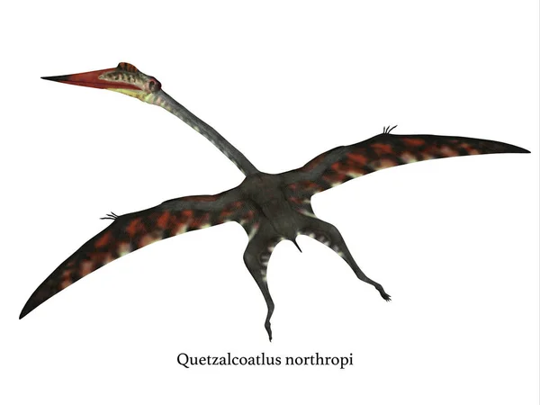 Quetzalcoatlus Flying Reptile com fonte — Fotografia de Stock