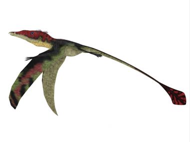 Eudimorphodon kanatları aşağı