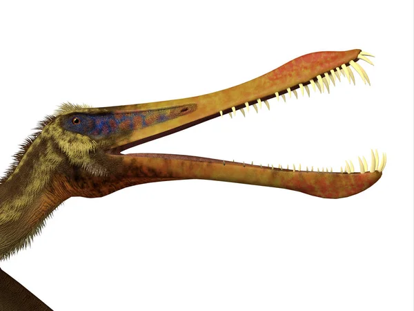 Anhanguera Reptile hoofd — Stockfoto