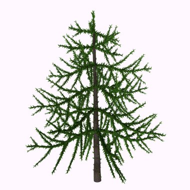 Araucaria sp ağaç