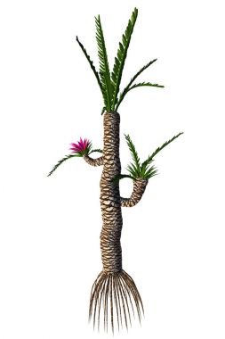 Williamsonia gigas ağaç