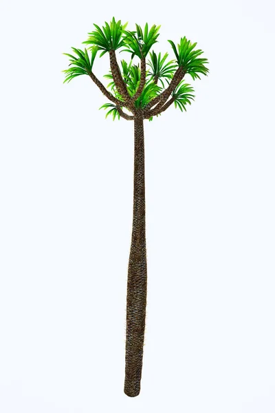 Pachypodium lamerei Árvore alta — Fotografia de Stock