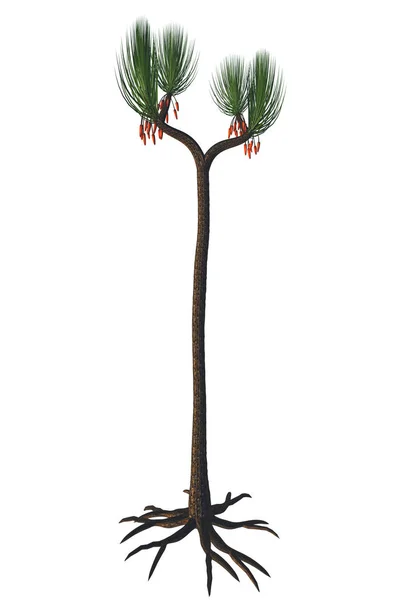 Sigillaria scutellata Tree — Stok fotoğraf
