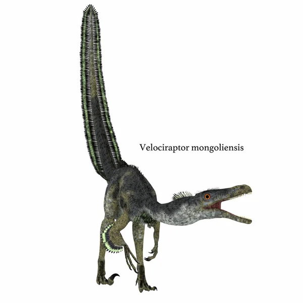 Velociraptor Dinor on White — стоковое фото
