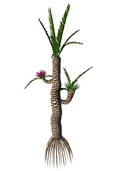 Williamsonia gigas дерево — стоковое фото
