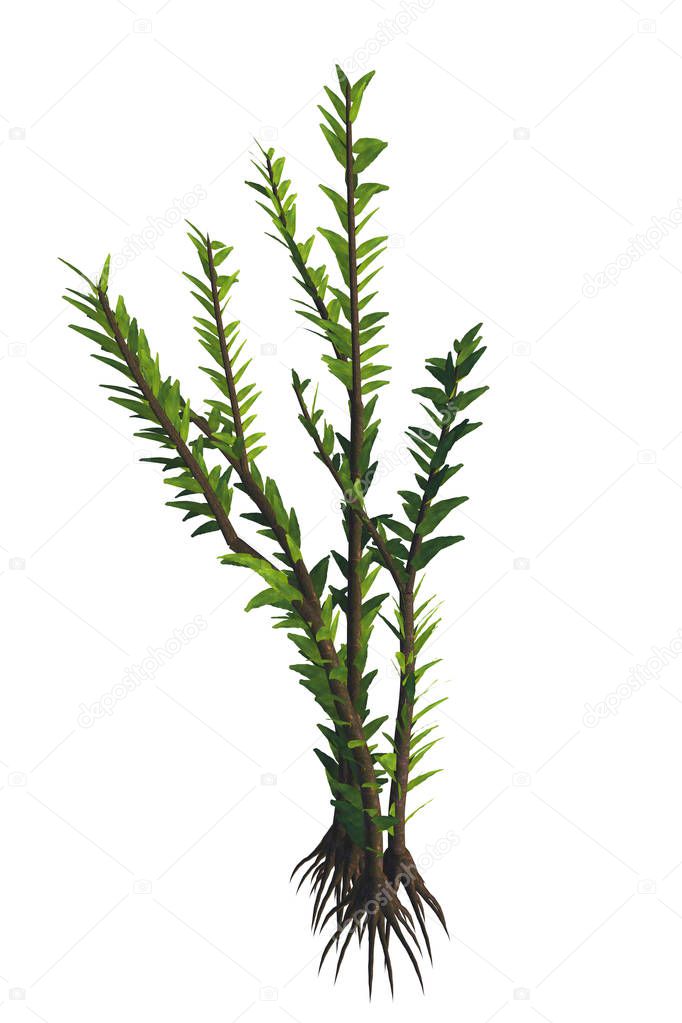 Dicroidium sp Plant