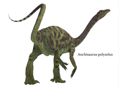 Anchisaurus dinozor kuyruk