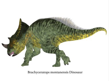 Brachyceratops dinozor kuyruk