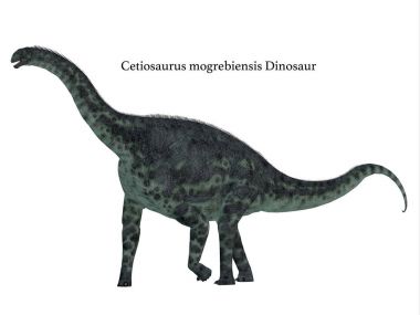 Cetiosaurus dinozor yan profili