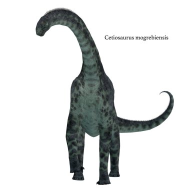 Cetiosaurus dinozor beyaz