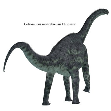 Cetiosaurus dinozor kuyruk