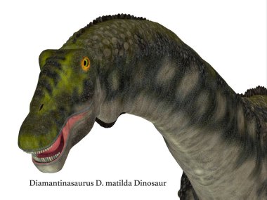 Diamantinasaurus dinozor kafası