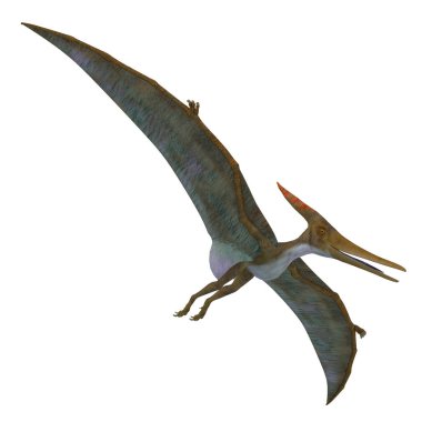 Pteranodon yükselen sürüngen 