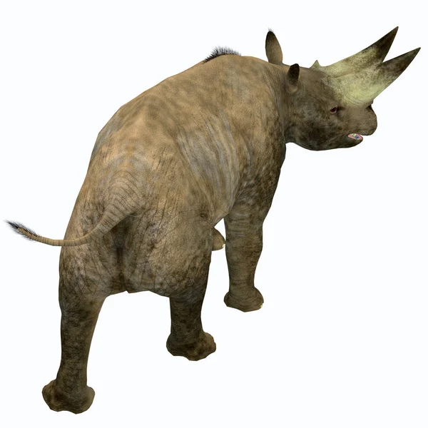 Хвост Arsinoitherium млекопитающих — стоковое фото