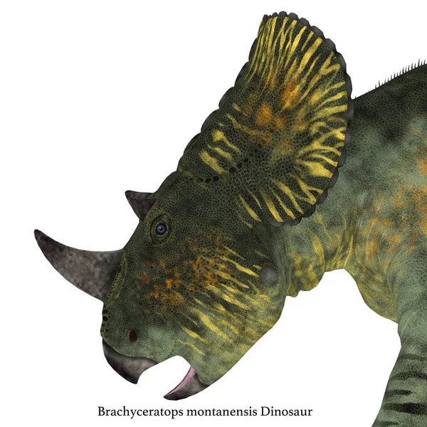 Brachyceratops dinosaurie huvud — Stockfoto