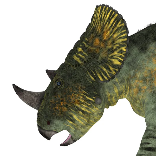 Brachyceratops dinozaura głowy — Zdjęcie stockowe