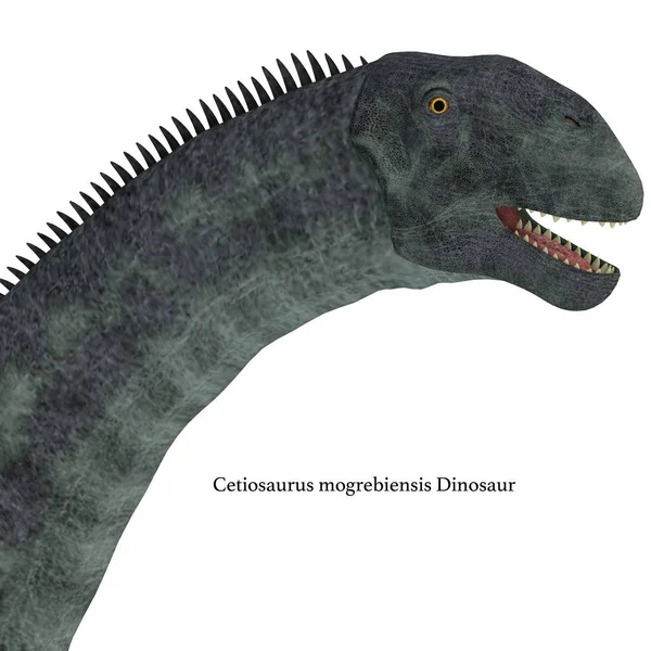 Cabeça de dinossauro Cetiossauro — Fotografia de Stock