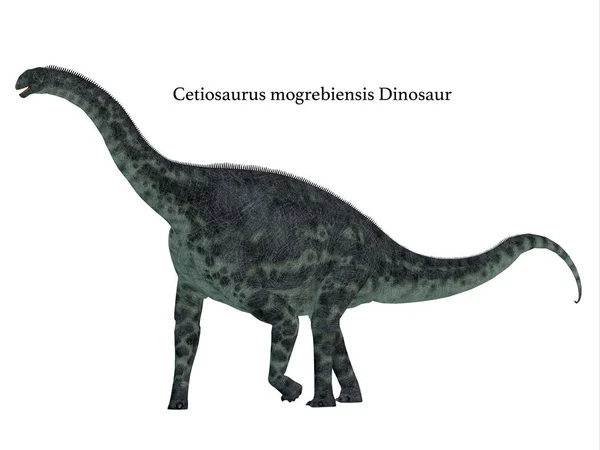 Perfil lateral do dinossauro do cetiossauro — Fotografia de Stock