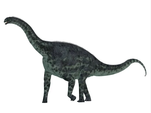 Προφίλ πλευρά Cetiosaurus δεινόσαυρος — Φωτογραφία Αρχείου