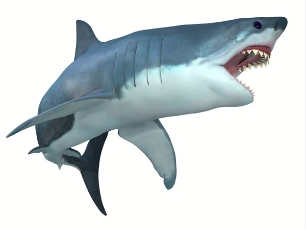 Peligroso gran tiburón blanco — Foto de Stock