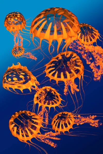 Meduse d'oro Danza — Foto Stock