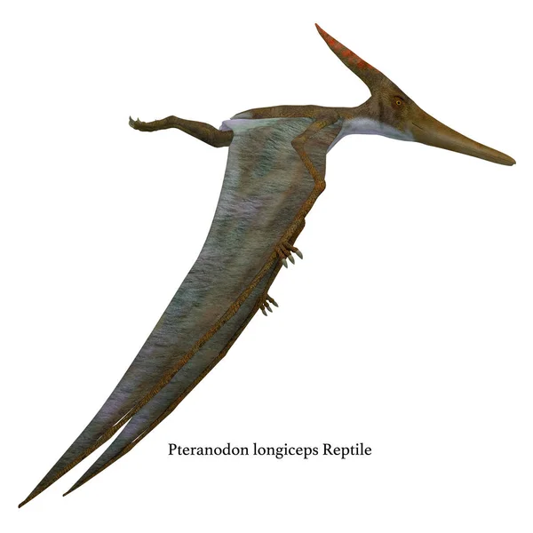 Perfil lateral do réptil de Pteranodon — Fotografia de Stock