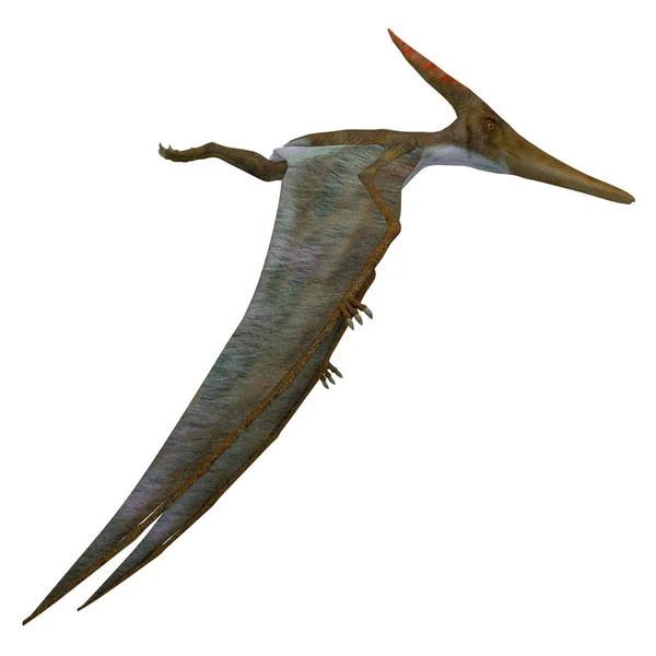 Seitenprofil von Pteranodon-Reptilien — Stockfoto