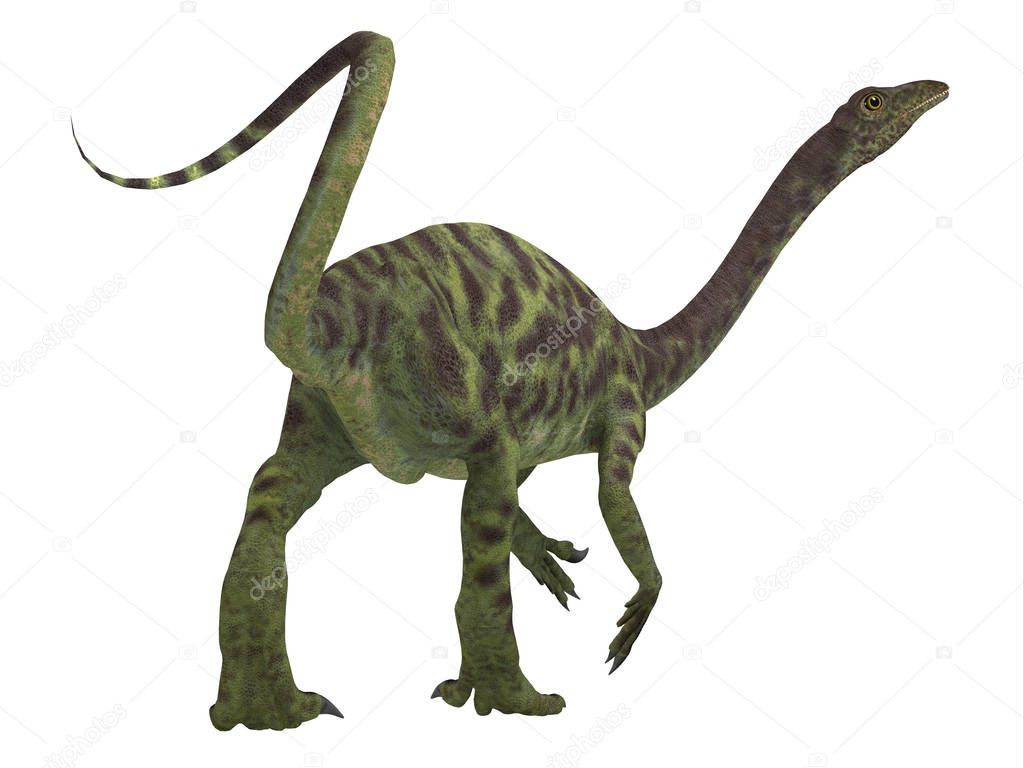 Anchisaurus Dinosaur Tail